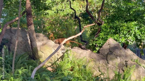The Fossa is a predatory mammal that walks on boulders in the wild.
