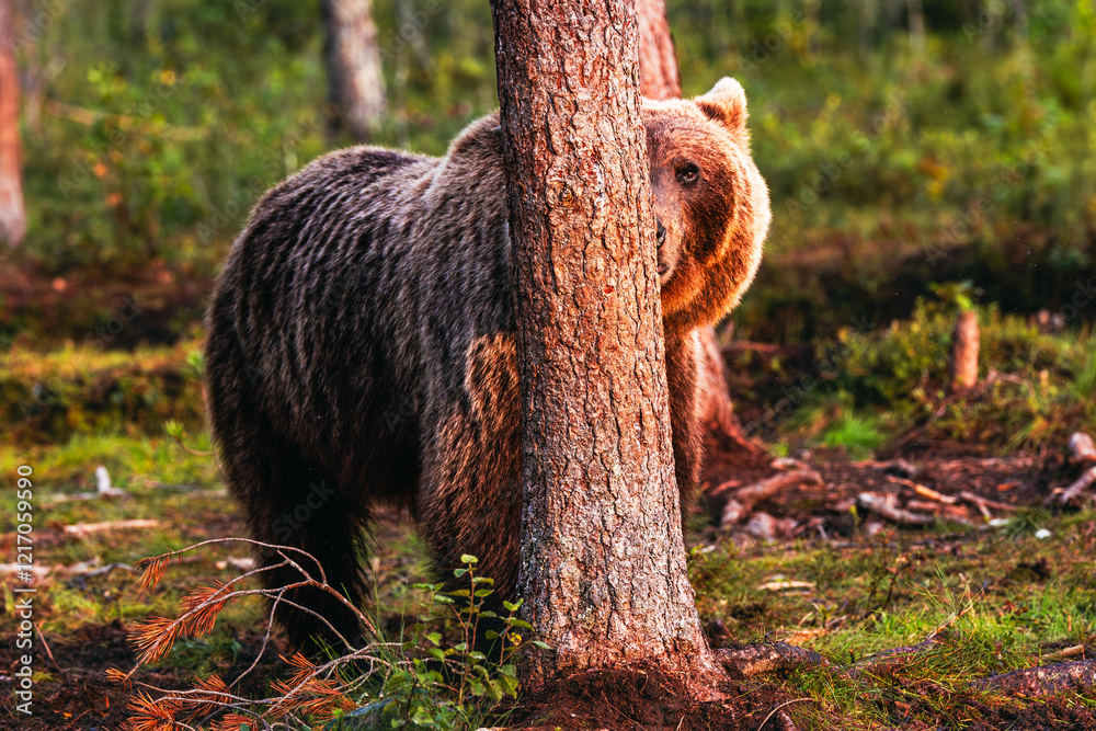 brown bear in the forest