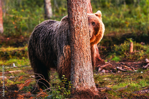 Obraz na płótnie brown bear in the forest w salonie