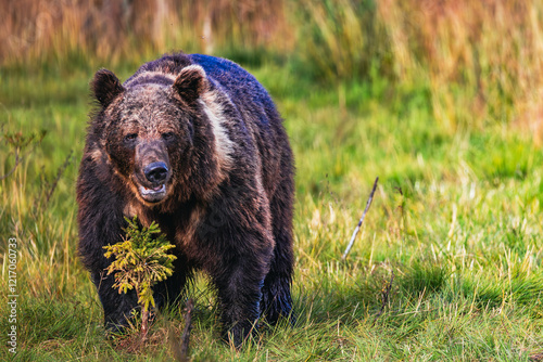 Obraz na płótnie brown bear in the forest w salonie