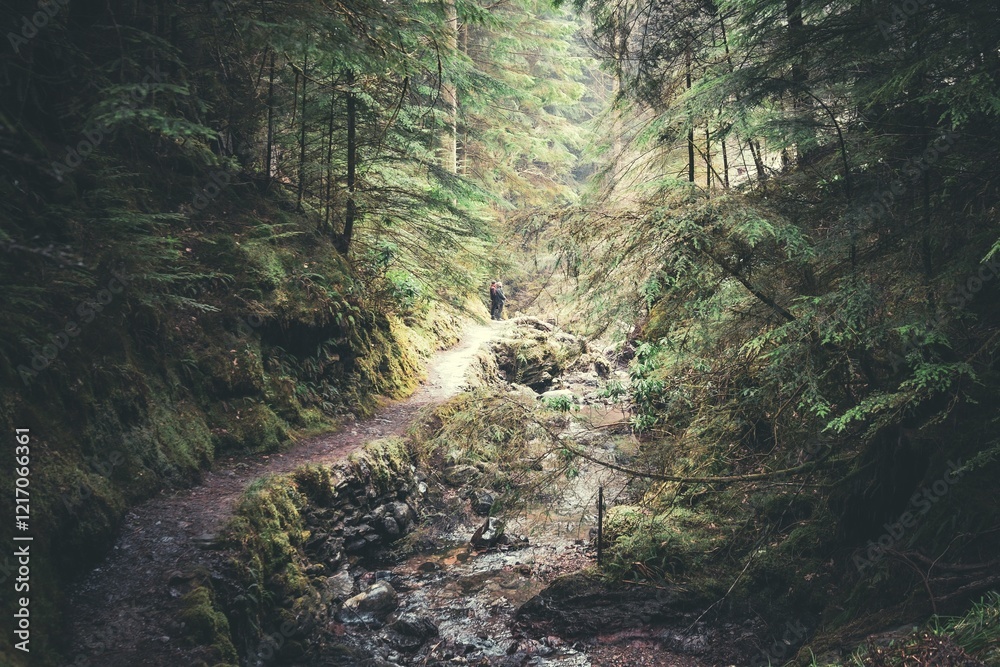 Obraz premium river in the forest