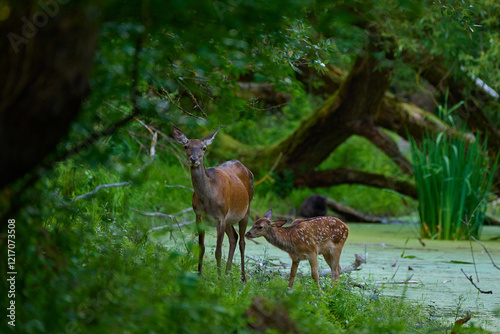 Beautiful hind ,,red deer Cervus elaphus,, on its natural environment, Danubian wetland, Slovakia