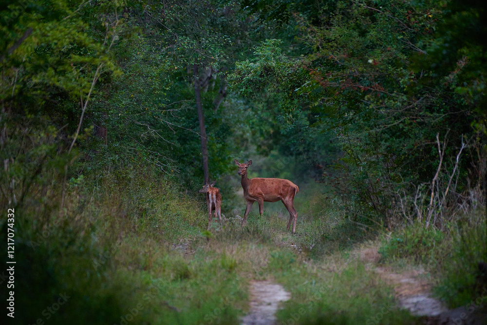 Beautiful hind ,,red deer Cervus elaphus,, on its natural environment, Danubian wetland, Slovakia Beautiful hind ,,red deer Cervus elaphus,, on its natural environment, Danubian wetland, Slovakia