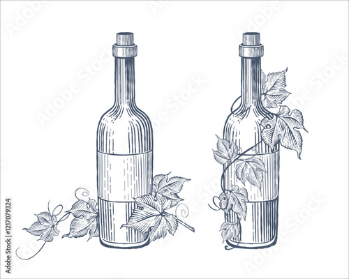 Hand drawn wine bottles and grape vine. Vector illustration

