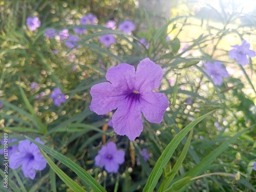 Close up Ruellia of Flower photo