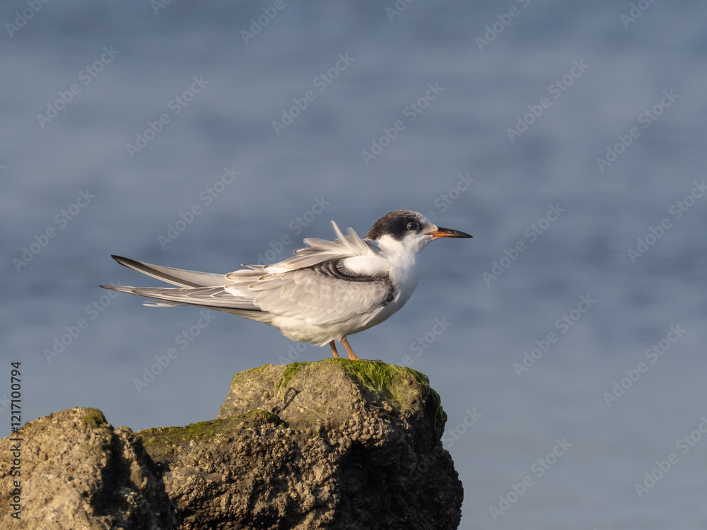 A juvenile Common Tern sitting up on a rock with ocean in the background A juvenile Common Tern sitting up on a rock with ocean in the background