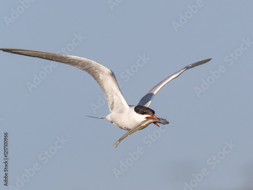 Canvas Print Close up of an adult Common Tern in flight with a fish in its beak