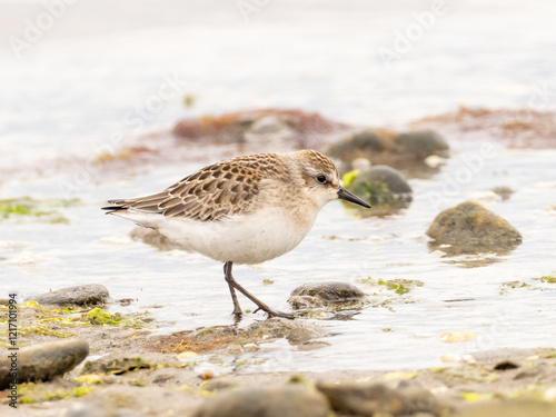 A juvenile Semipalmated Sandpiper feeding at the water's edge photo