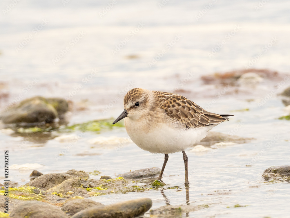 A juvenile Semipalmated Sandpiper feeding at the water's edge A juvenile Semipalmated Sandpiper feeding at the water's edge