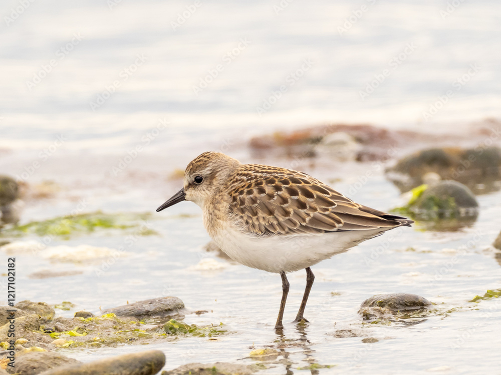 A juvenile Semipalmated Sandpiper feeding at the water's edge A juvenile Semipalmated Sandpiper feeding at the water's edge