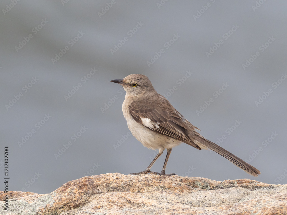A Northern Mockingbird perched up in profile on a rock A Northern Mockingbird perched up in profile on a rock