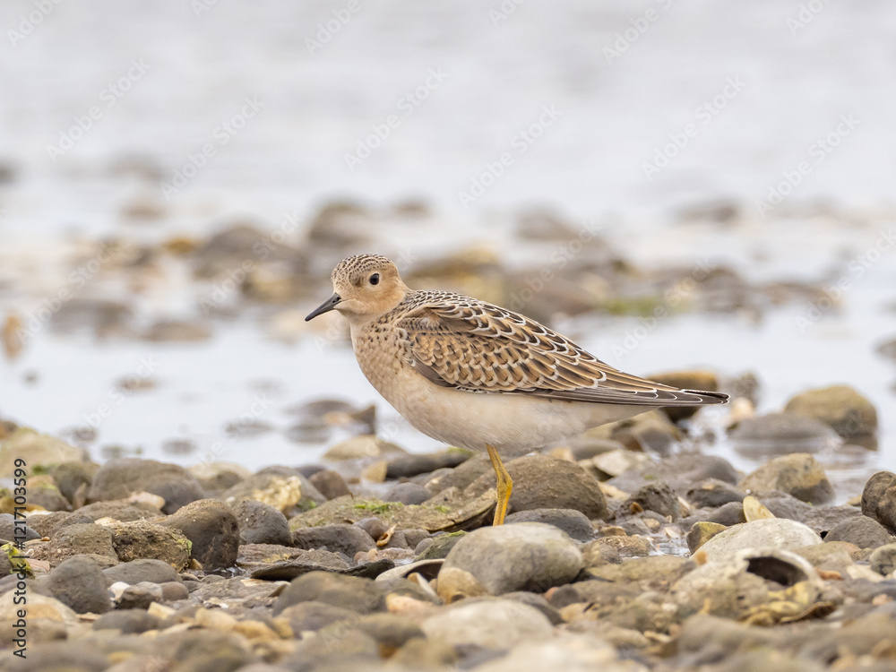 A juvenile Buff-breasted Sandpiper standing on a pebbly beach A juvenile Buff-breasted Sandpiper standing on a pebbly beach