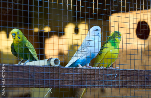 colorful birds in cages but free photo