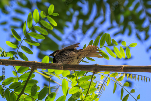 Nahaufnahme eines Kanarenpieper (Anthus berthelotii), einen Stelzenvogel auf den Kanaren.  photo