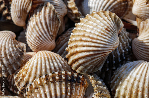 Close up of Cockle shell , abstrac cockling background cockles, fresh food photo