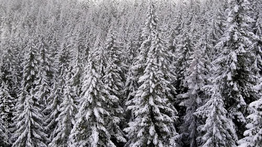 It's a winter wonderland. Flying over a fresh snow covered forest in Oregon It's a winter wonderland. Flying over a fresh snow covered forest in Oregon