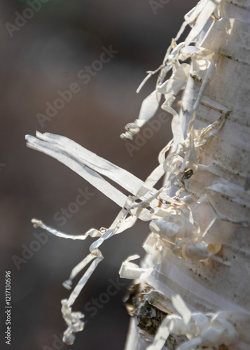 close-up view of white birch bark, beautiful birch bark photo