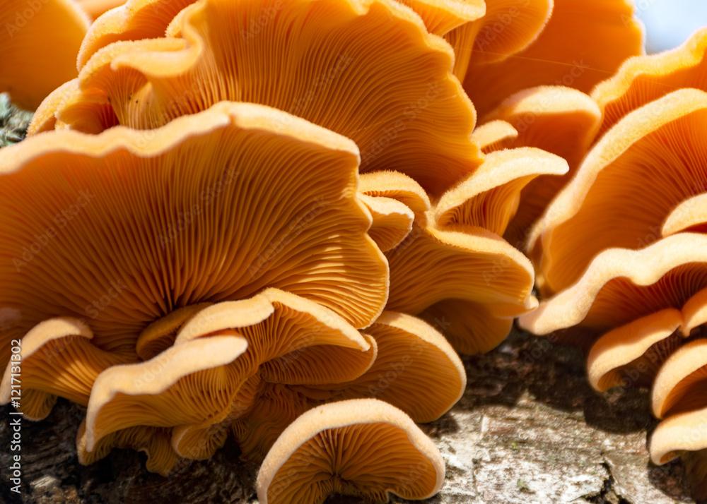 photograph with bright yellow mushrooms on an old tree trunk, close-up view