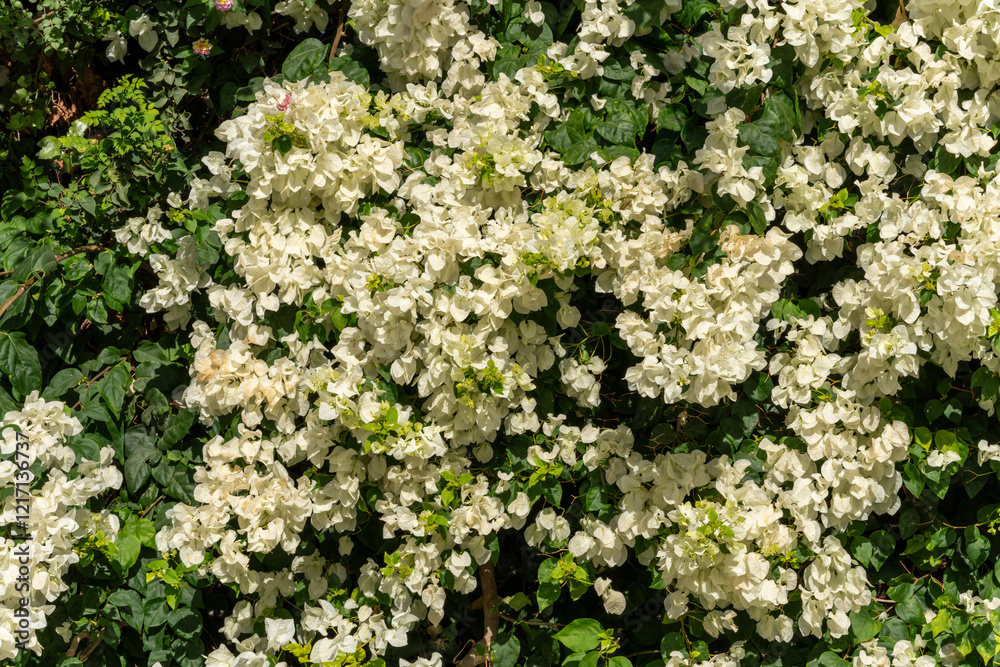White bougainvillea flowers in full bloom with lush green foliage White bougainvillea flowers in full bloom with lush green foliage