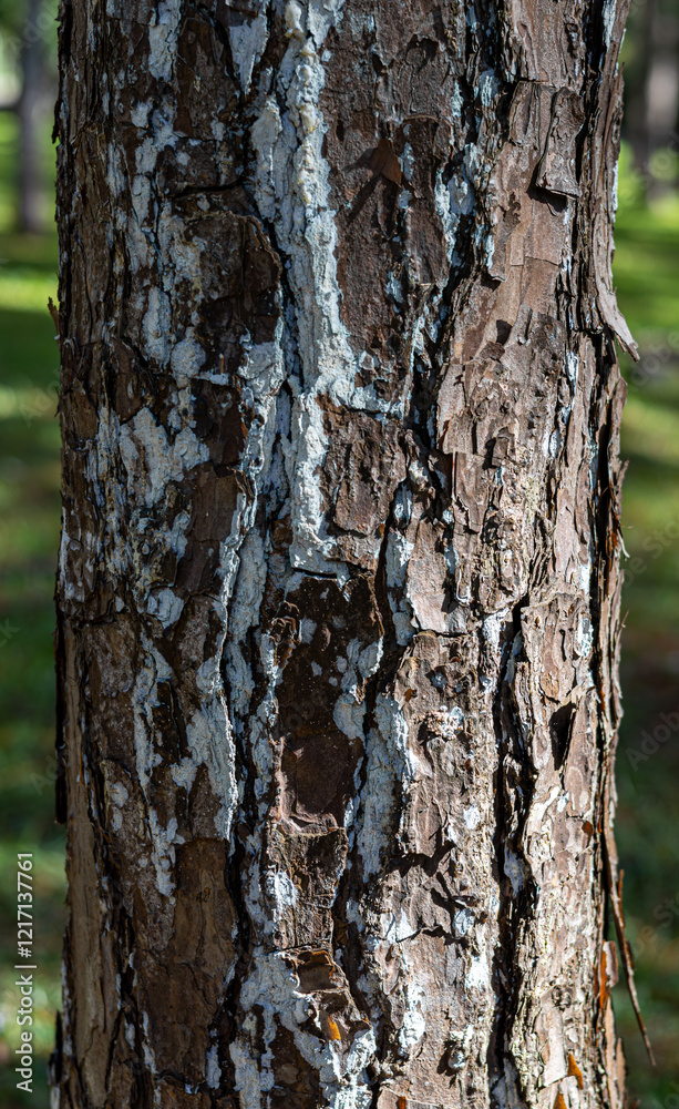 Tree detailed texture with white patches Tree detailed texture with white patches