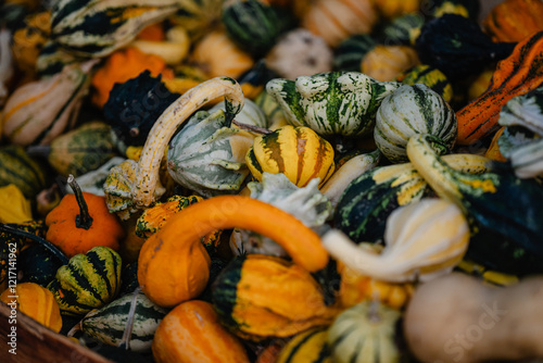 Vielfalt an grünen Kürbissen – Herbstliche Ernte in rustikalem Ambiente, interessante Gewächse, formen und großen