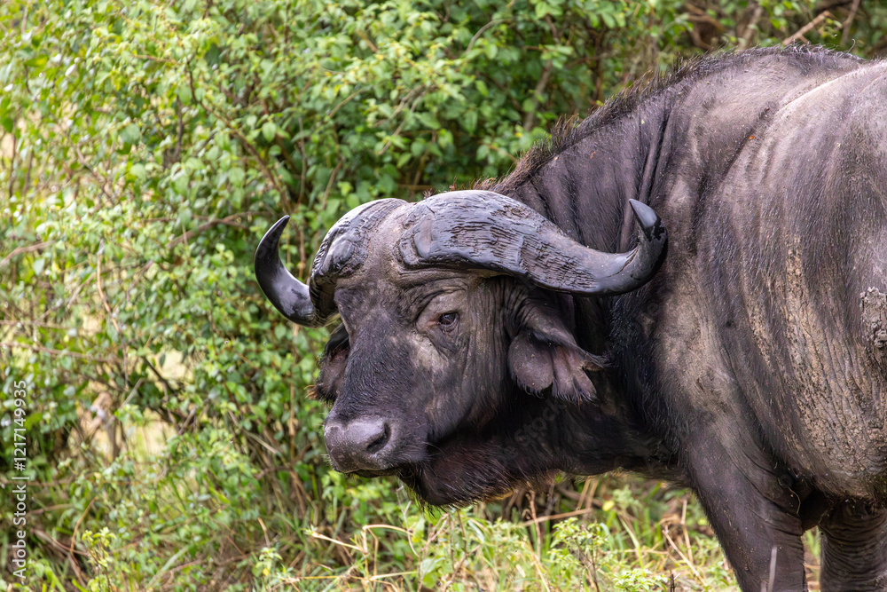 Portrait of Cape buffalo looking into camera in Serengeti in Tanzania, East Africa Portrait of Cape buffalo looking into camera in Serengeti in Tanzania, East Africa