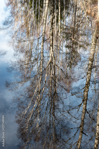 abstract picture with reflections of trees in water, fuzzily, blurred silhouettes of trees reflected in a swamp ditch photo