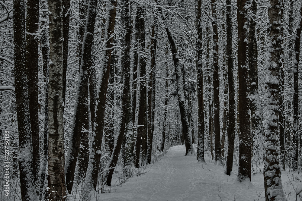 The heavy snowfall in a wild park, winter fairy tale in the forest, snow-covered tree branches, large flakes of snow are slowly falling, nobody, snow storm, blizzard The heavy snowfall in a wild park, winter fairy tale in the forest, snow-covered tree branches, large flakes of snow are slowly falling, nobody, snow storm, blizzard