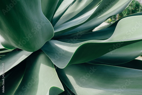 Close-Up View of a Green Succulent Plant's Graceful Leaves in Nature