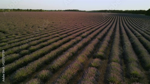 Lavendelfeld Provence 2 4k