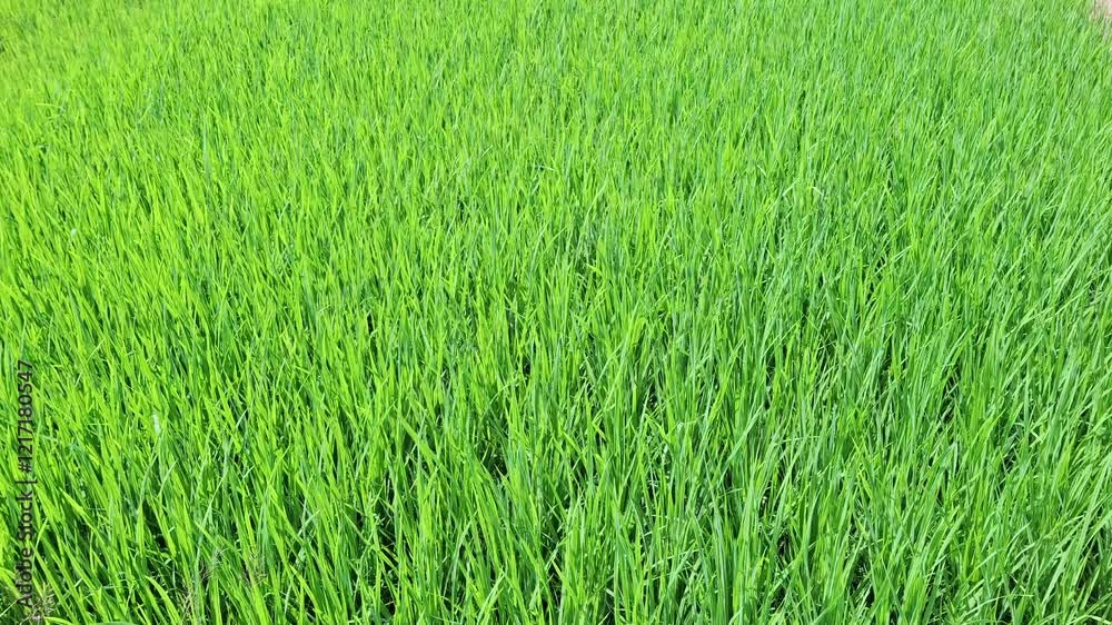 Amid endless green fields, a lone farmer tends to the young rice plants swaying in the breeze Amid endless green fields, a lone farmer tends to the young rice plants swaying in the breeze