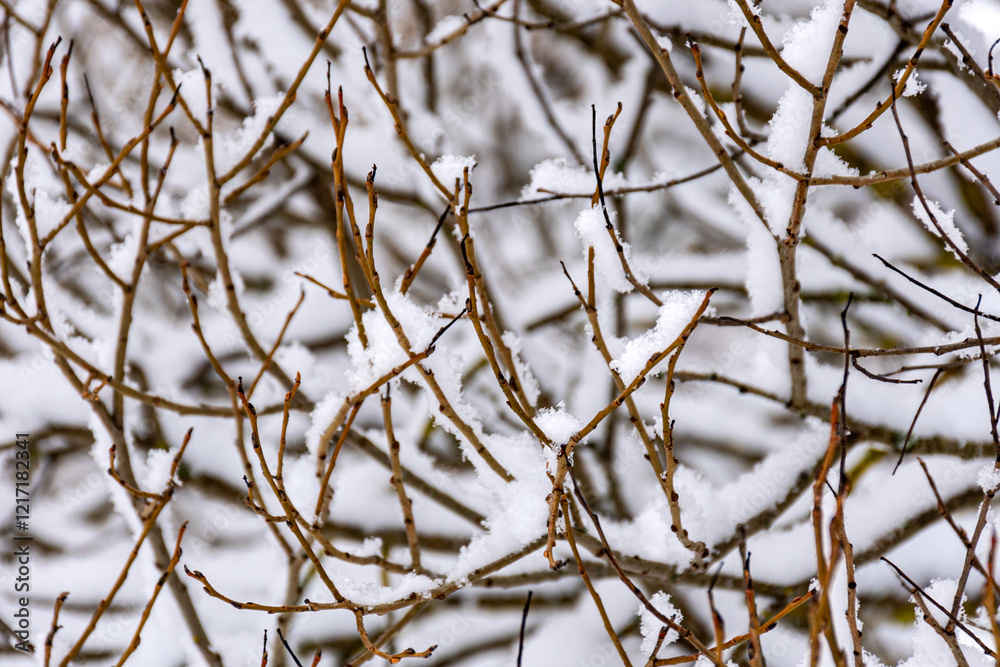 snow texture on natural tree branches, mottled texture snow texture on natural tree branches, mottled texture