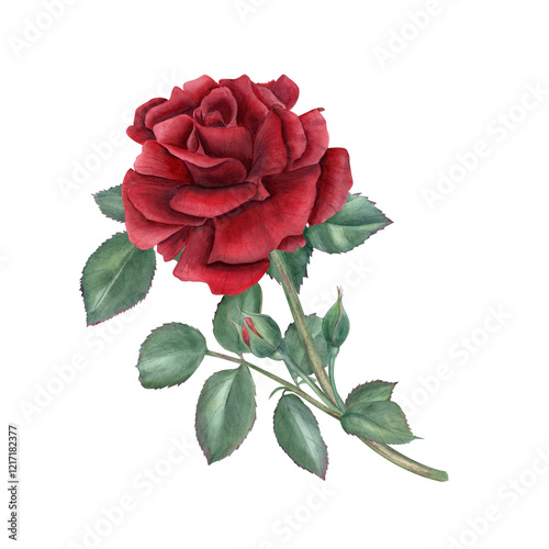 One dark red rose, green leaves on stem watercolor illustration isolated background. Vintage realistic romantic rose flower with foliage. For wedding arrangement, bridal shower, poster