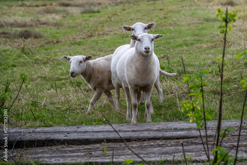 close up portrait of pretty white sheep