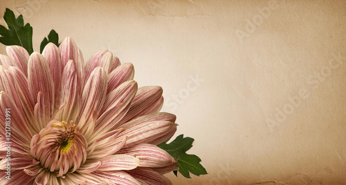 Beautiful pink chrysanthemum flowers bloom against a soft beige background with delicate petals and yellow stamens visible. copy space	