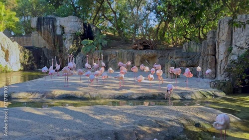 Flamingos standing on land and in water, surrounded by trees, rocks and a waterfall