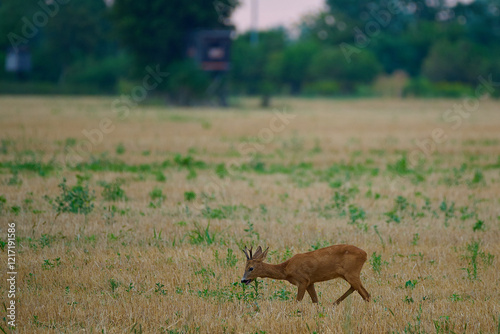 Roe deer ,, Capreolus capreolus ,,  in a field near the forest on a summer morning, Danubian wetland, Slovakia photo