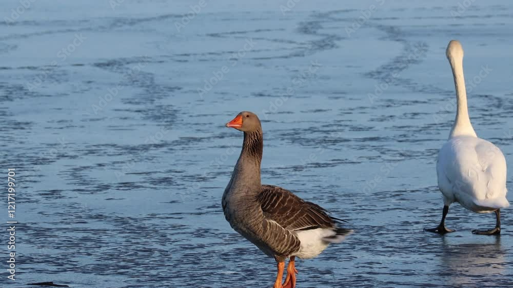 On a sunny winter day, a greylag goose walks close to a mute swan on the frozen lake, not toward the camera lens. On a sunny winter day, a greylag goose walks close to a mute swan on the frozen lake, not toward the camera lens.