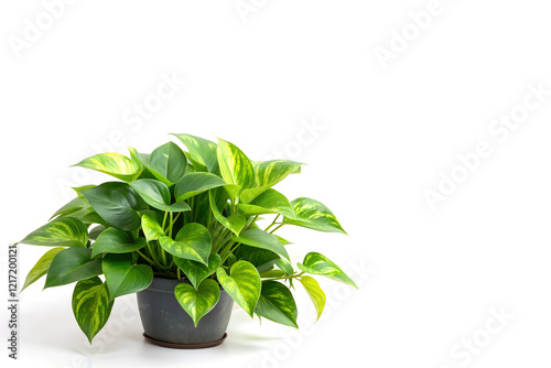 pothos epipremnum aureum in black pot, vibrant variegated leaves with yellow and green colors, heart-shaped and glossy, perfect for indoor gardening and air purification photo