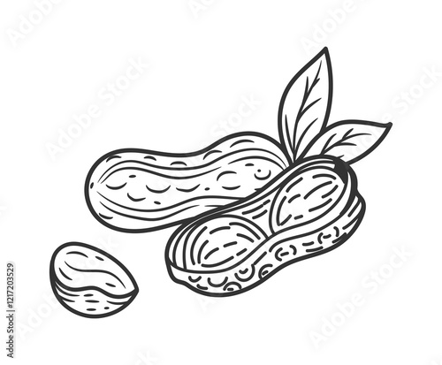 Flaxseed oil. Peanut sketch. Natural food. Nut ingredient. Line diet groundnut. Nutshell and leaf. Healthy vegan protein. Organic seed. Nutrition product. Vector vegetarian snack monochrome drawing