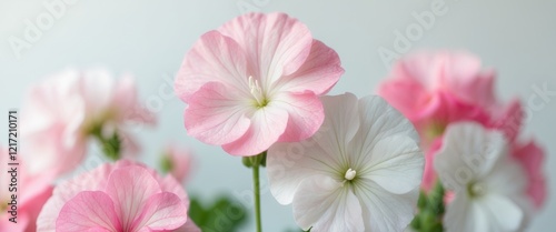 Pink and White Geranium Flowers Closeup Floral Still Life