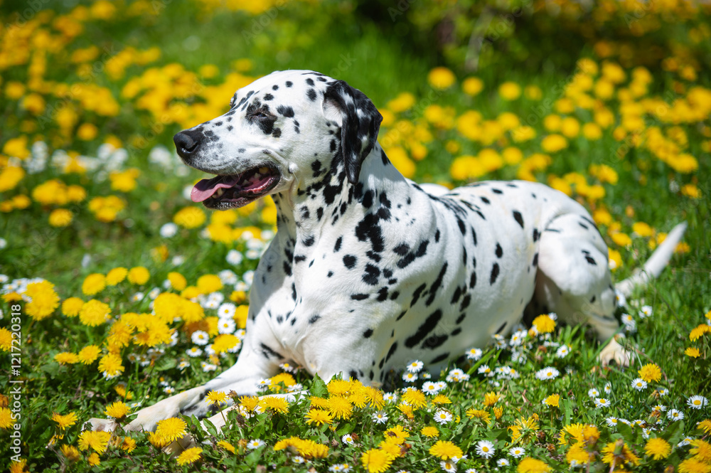 Dalmatian dog is lying on a lawn among blooming dandelions and daisies Dalmatian dog is lying on a lawn among blooming dandelions and daisies