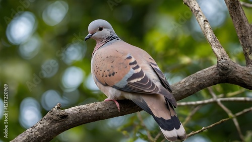 dove on a tree