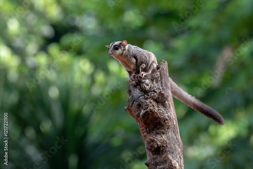 Sugar glider trying to jump from a tree log