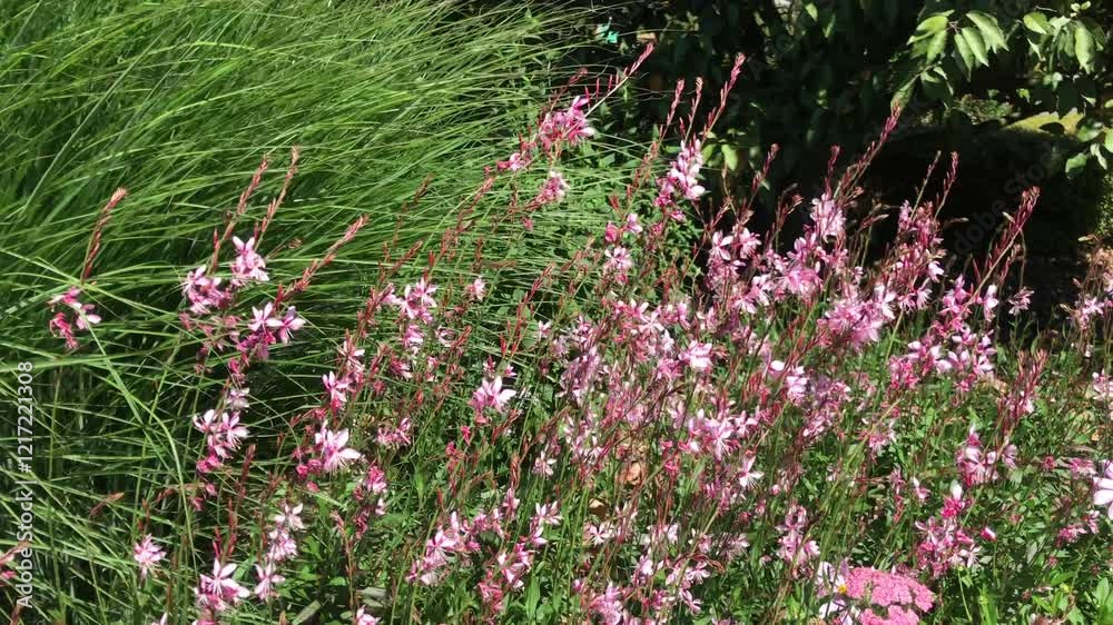 Gaura lindheimeri ‘Red Monarch’