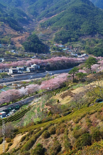 Tea fields and cherry blossoms in South Korea photo