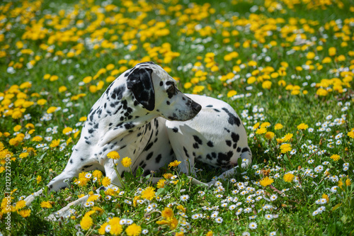 Dalmatian dog  lying on a lawn among blooming dandelions and daisies