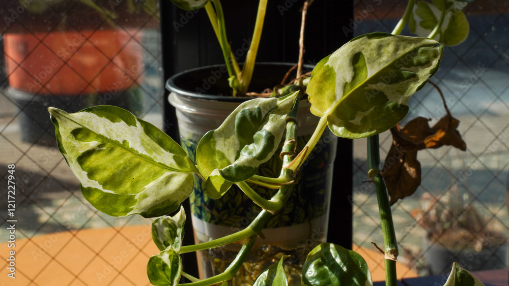 plant in the garden