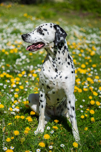 Dalmatian dog  sitting on a lawn among blooming dandelions and daisie