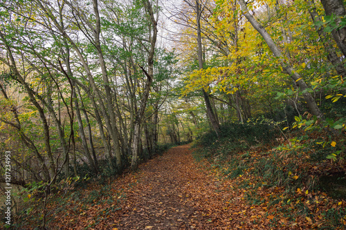 Scenery of autumn nature in Belgrade forest. Pathway near Istanbul, Turkey. photo